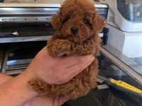 Kore ve toy poodle bebeklerimiz
