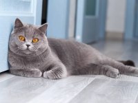 6 AYLIK 2 AŞILI british shorthair