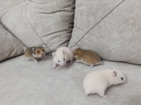 Yavru Suriye hamsterleri yeni yuvalarını bekliyor
