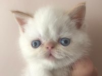 Baby face erkek exotic shorthair 45 günlük yavru