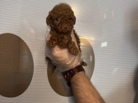 TEACUP TOY POODLE YAVRULARIMIZ