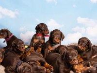 Afacan Doberman bebekler kapıda ödeme mevcuttur