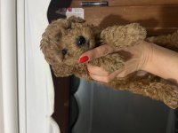 ÖMÜR BOYU IRK GARANTİLİ KIVIR KIVIR TOY POODLE BEBEKLER