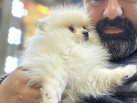 Spitz günü gelen aşıları yapılmıştır
