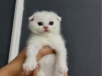 2 Aylık yavru kedilerimiz sahiplendirilecektir