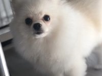 Pomeranian boo