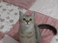 Black golden british shorthair fıstık