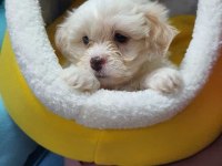 Maltese Terrier Malta