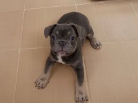 A KALİTE FRENCH BULLDOG YAVRULARI