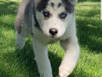 Maviş gözlü Safkan Husky minikler
