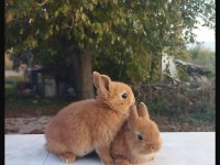 HOLLANDA LOP TAVŞANLARI