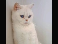 British Shorthair Dişi Cana Yakın
