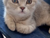 Güzel yavru scottish fold