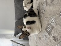 8 aylık kısır dişi kedimiz