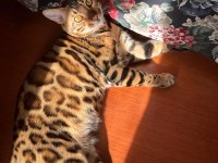 A KALİTE BENGAL KEDİLER