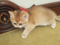 Golden NY12 british shorthair