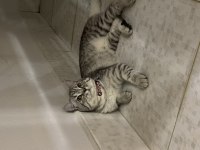 BRİTİSH SHORTHAİR KEDİMİ ÜCRETSİZ SAHİPLENDİRİYORUM