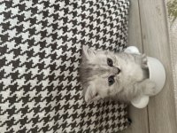 Munchkin yavru