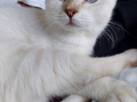 Akıllı çocuğum pamuk silver blue point british