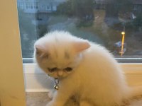 2 Aylık Dişi British Shorthair