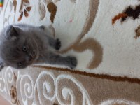 British shorthair yavru kedimiz