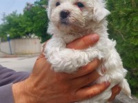 Süper kalite maltese