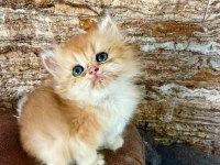 British longhair kedisi