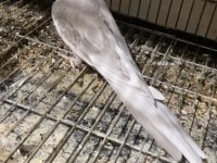 Evcil sultan papağanı kendisini sevdirir