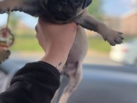 KREM PUG MOPS