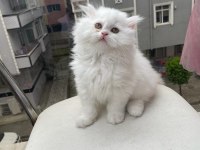 AYI YAVRUSU POFUDUK SAFKAN CHİNCHİLLA EN KALİTELİ UYGUNA
