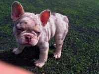 Lilac merle tan isabella carrier french bulldıog