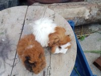 Sütten kesilen guinea pig bebekler
