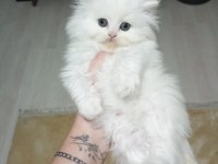British Longhair 2 Aylık