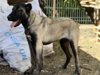 4 Aylık Köpeğimi Sahiplendirme