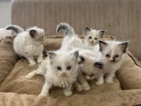 Ragdoll Bebekler Rezerve Açık