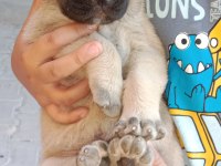 1 aylık kangal köpeği yavrular