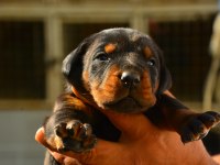 FCI KIF ŞECERELİ A CLASS DOBERMAN YAVRULARIMIZ