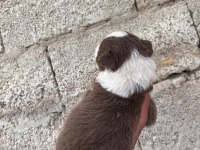 İki haftaya teslime hazır border collie yavrular