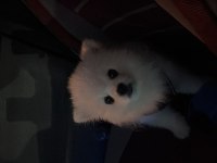 7 AYLIK POMERANİAN BOO