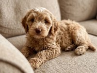 Maltipoo bebekler