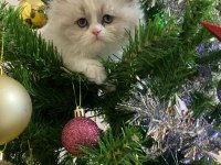 YAVRU BRİTİSH LONGHAİR KEDİSİ