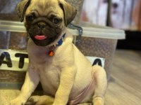 Pug Mops Yavrularımız