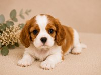 Safkan Cavalier King Charles