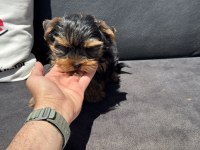 Anti allerjik tea cup yorkshire terrier yavrumuz