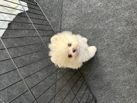 3 Aylık Dişi Neşe Kaynağınız Olacak Pomeranian Boo