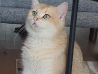 British shorthair