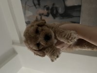 Yavru Toy Poodle