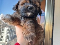 Maltipoo yavru köpeğimiz