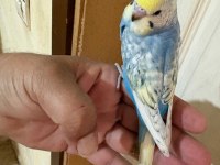 35 GÜNLÜK RENK GÜZELİ ÇEK BEBEK KUŞUMUZ