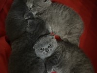 EN MUHTEŞEM KARNE HEDİYESİ SCOTTİSH FOLD KEDİLER